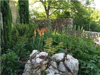 52189105-20160528 tritoma.jpg